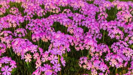 Obraz premium Colorful Flowers and Plants Outdoor Background, 3D Rendering