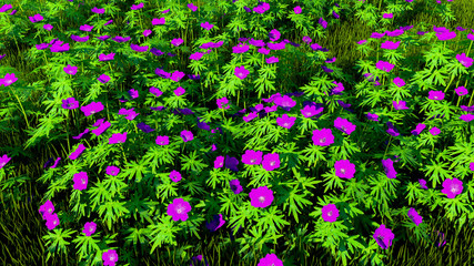Colorful Flowers and Plants Outdoor Background, 3D Rendering