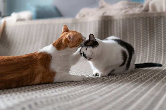 gato blanco y marron besa la cabeza de gato blanco y negro. Los dos estan acostados sobre la alfombra