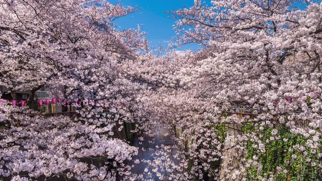 桜が満開の目黒川の風景+舞い散る桜の花びらのCG（モーションフォト）