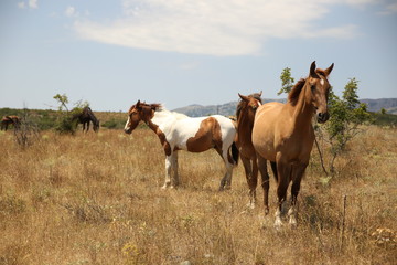Horses take a seat on the field in summer. Herd, pinto, foal.