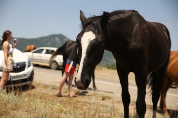 Obraz premium A herd of horses on the road with tourists. Crimean peninsula.