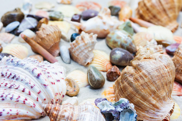 Seashells, sea stars, coral and stones on the sand, summer beach background travel concept with...