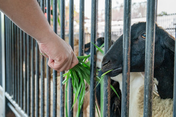 goat eatting grass