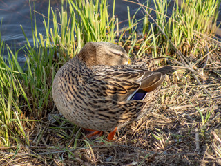 kaczka © Henryk Olszewski