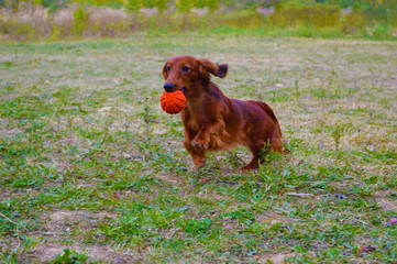the dog is playing ball