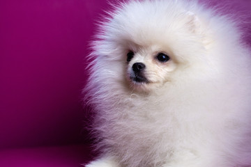 Muzzle of a dog a white Pomeranian puppy close up on a bright pink background looks away beautiful white hair