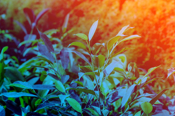 Green leaves in the forest with lush lava and aqua menthe toning. Close up