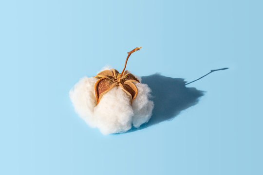 Cotton white dry plant flower, fluffy cotton ball with shadow on blue background, closeup