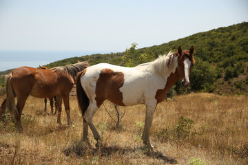 Horses take a seat on the field in summer. Herd, pinto, foal.