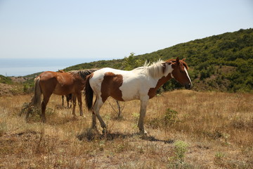 Naklejka na ściany i meble Horses take a seat on the field in summer. Herd, pinto, foal.