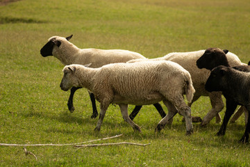Sheep in the field. Animals for food and for making wool.