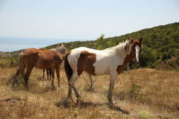 Fototapeta premium Horses take a seat on the field in summer. Herd, pinto, foal.