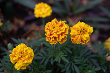 yellow flower in garden
