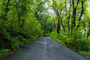 Countryside road in the middle of tropical forest