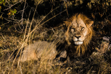 Il re della Savana