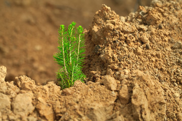 A young tree seedling grows on dry ground. Green sprout on the dry sand. Reforestation on the planet. Tree planting. Forestry and afforestation.