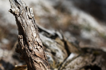 Altholz mit viel Sturktur, Hintergrund