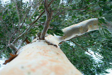 eucalyptus tree. branches, leaves and bark eucalyptus tree, bottom view