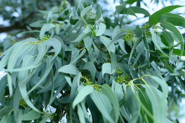 eucalyptus leaves. branch eucalyptus tree nature outdoor background