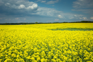 Obraz premium Yellow rapeseed field, horizon and rainy clouds on sky