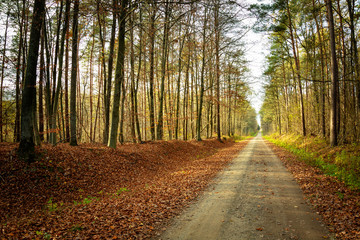 Obraz premium A straight long dirt road through the autumn forest and fallen leaves