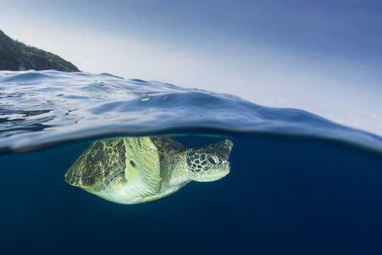 Green Sea Turtle half and half split photo with tropical island 