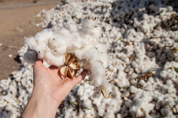 cotton harvest. cotton in hand