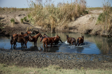 Obraz na płótnie Canvas a herd of wild horses drink from the river