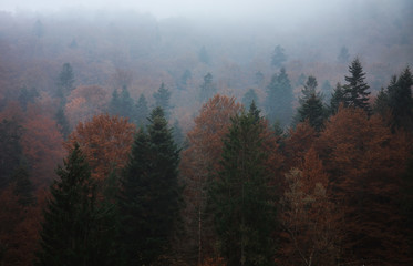 Autumn foggy landscape in the forest in the mountains.