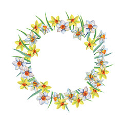 Watercolor circle frame of yellow and white daffodils. Watercolor illustration Isolated on a white background.