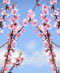 Beautiful floral spring abstract background of nature. Branches of blossoming cherries  peach macro on a gentle light green background. For easter and spring 