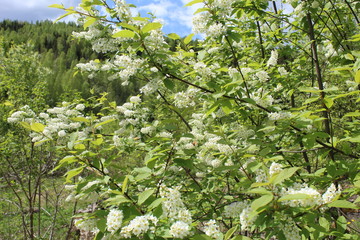 Spring in the taiga.Flowering