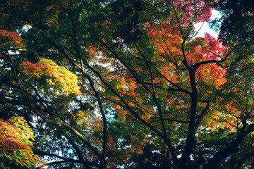 Foliage in Japan