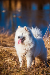 White fluffy Samoyed dog puppy is walking outside