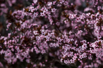 Blooming cherry tree in spring