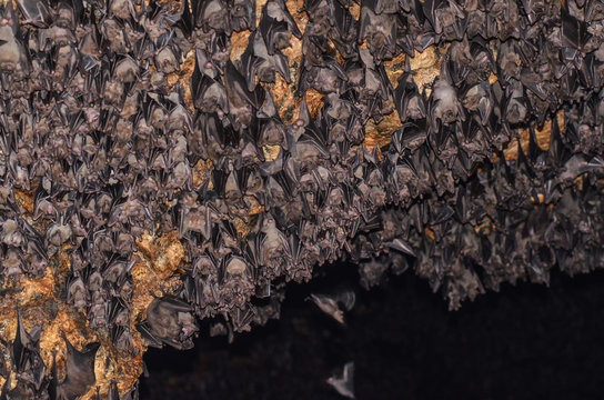 Grotta dei pipistrelli
