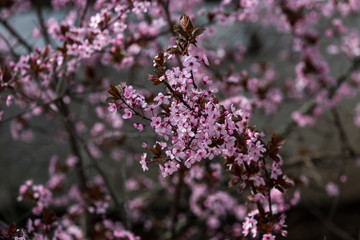 Blooming cherry tree in spring