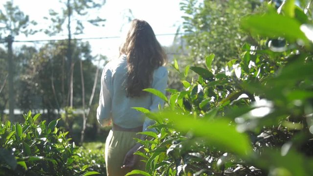 graceful young woman walks among lush tea bushes backside view slow motion. Concept ecology environment