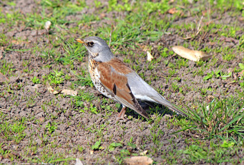 unusual bird walking in a spring park