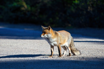 Obraz premium Fox in the Maremma Regional Park Alberese Tuscany Italy