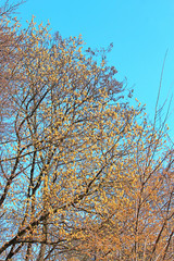 spring flowering tree against blue sky