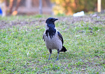crow
