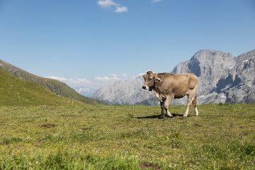 Fototapeta na wymiar Paysage Alpes Suisse