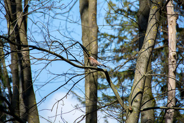 bird in the trees of the forest