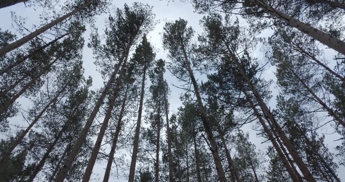Pine trees swaying in the strong wind in forest low angle view