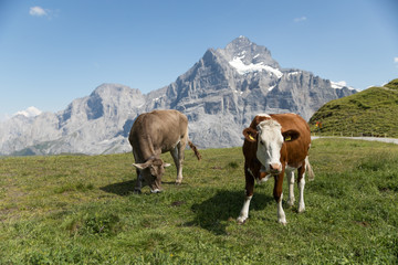 Fototapeta na wymiar Paysage Alpes Suisse 