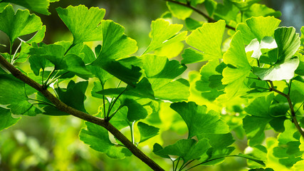 Fototapeta na wymiar Close-up brightly green leaves of Ginkgo tree (Ginkgo biloba), known as ginkgo or gingko in soft focus against background of blurry foliage. Fresh wallpaper and nature background concept