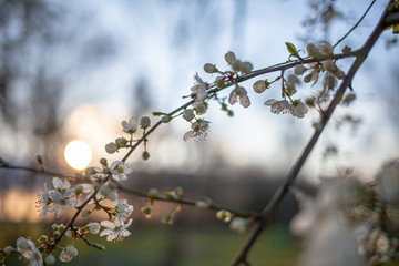 Wiosenny rozkwit drzew, czas Wielkanocny. Piękna natura i rozkwit. Wiosenne kwiaty o zachodzie słońca