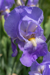 Iris